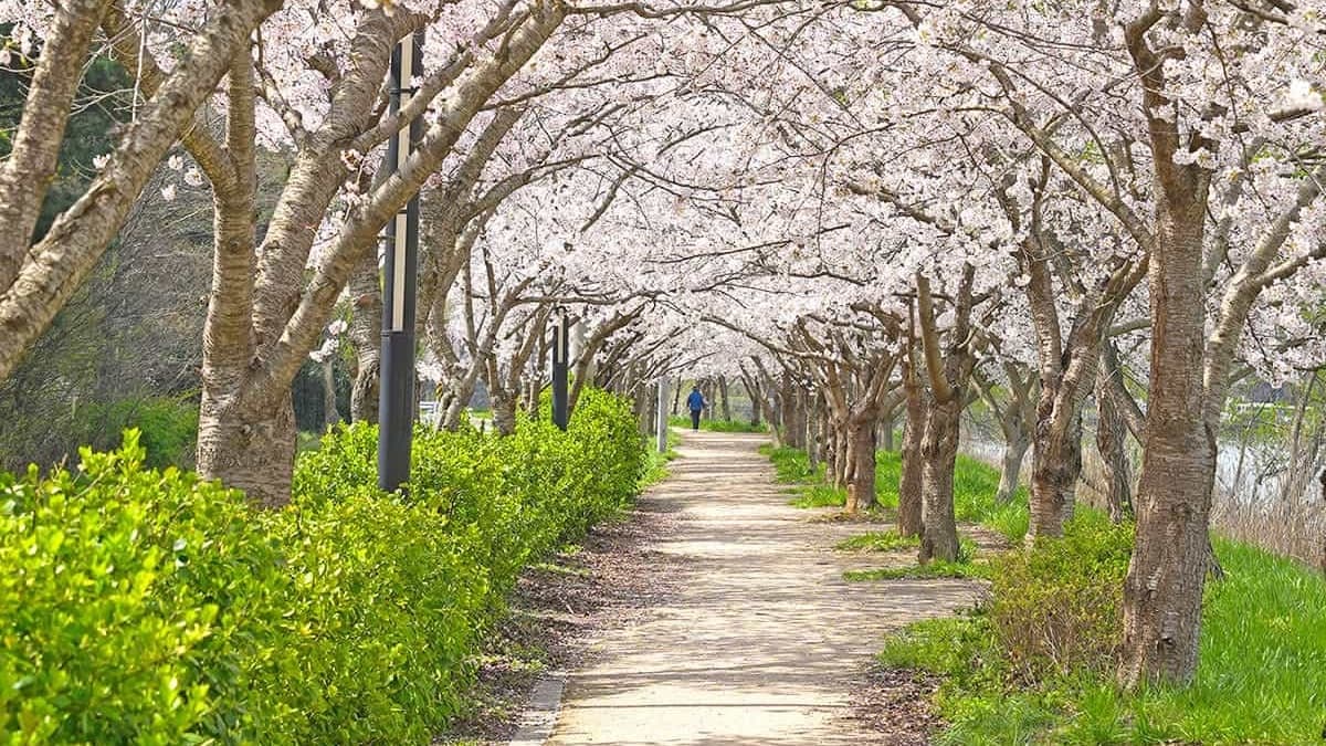 김필